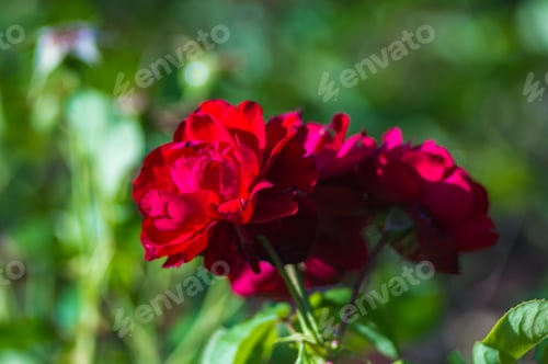 Preview: Red Rose Flower. Nature. Close Up, Selective Focus