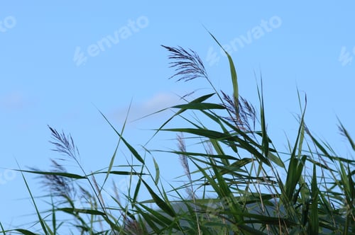 Preview: Wild Grass Plants On Blue Sky Background
