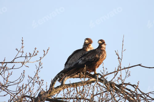 Preview: White Tailed Eagle Germany