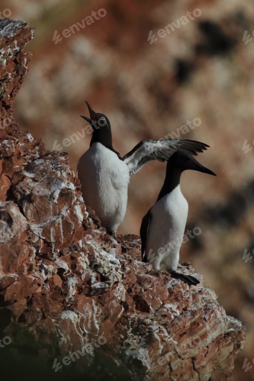 Preview: Common Murre Or Common Guillemot (Uria Aalge) On The Island Of Heligoland, Germany