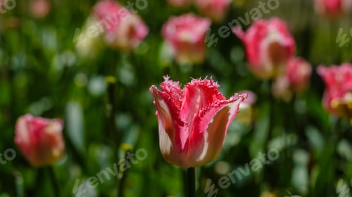 Preview: Spring Blooming Tulip Flowrs Blossom Scene. Tulips In Spring Blooming Garden. Tulip Festival In