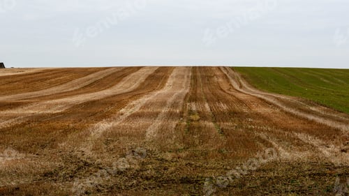 Preview: Green Cultivated Fields In Countryside With Straight Lines. Agriculture Under Clear Sky