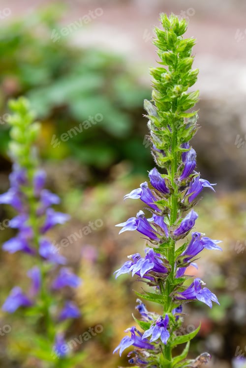 Preview: Blue Cardinal Flower (Lobelia Siphilitica). Called Great Blue Lobelia And Great Lobelia Also.