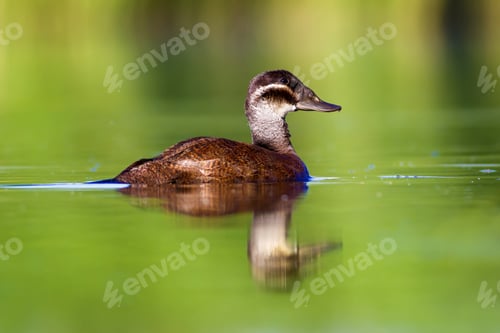 Preview: Swimming Duck. Colorful Lake Habitat Background. Bird: White Headed Duck. Oxyura Leucocephala.