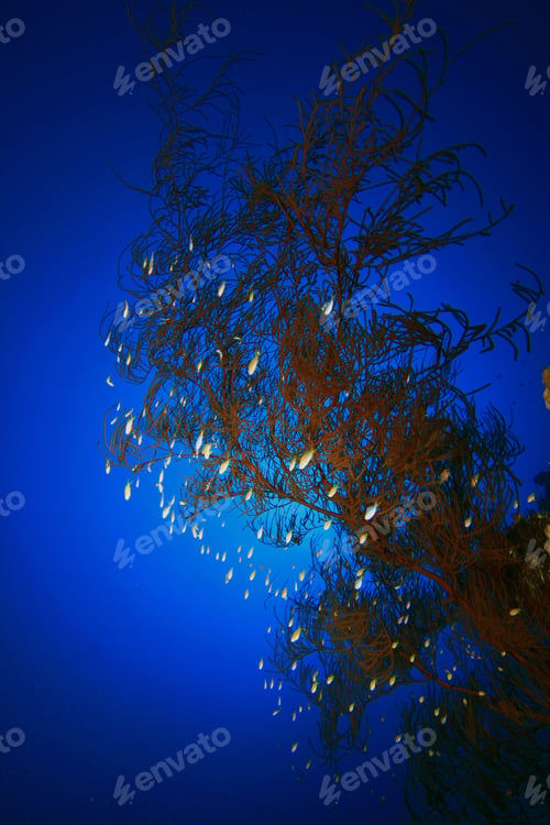 Preview: Black Coral