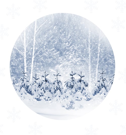 Preview: Winter Forest. Winter Landscape. Snow Covered Trees.
