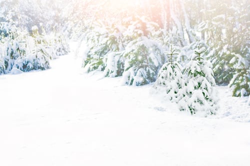 Preview: Frozen Winter Forest With Snow Covered Trees. Outdoor