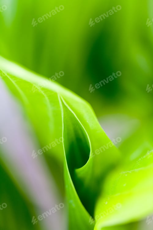 Preview: Green, Abstract Composition With Leaf Texture And Soft Focus