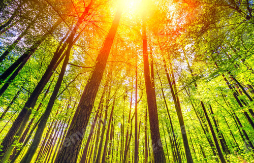 Preview: Beautiful Springtime Green Forest With Sun Beams. European Greenwood In Polish Countryside.