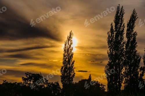 Preview: Silhouettes Of Poplar Trees On Sunset Sky Background, Armenia