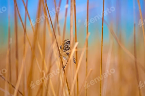 Preview: Cute Bird. Yellow Nature Background. Whinchat / Saxicola Rubetra