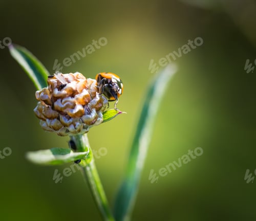 Preview: Beautiful Close Up Of Ladybug Sitting On Plant. Beautiful Summertime Macro