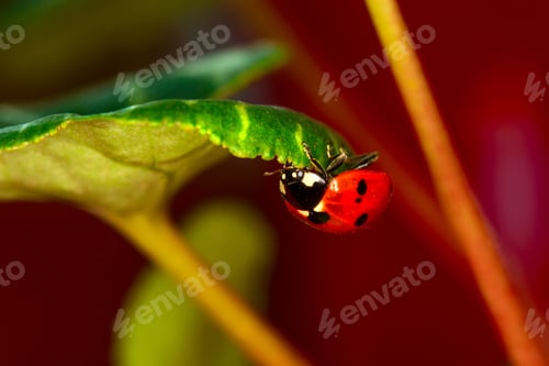 Preview: Cute Lady Bird. Natural Red Background. Ladybug.