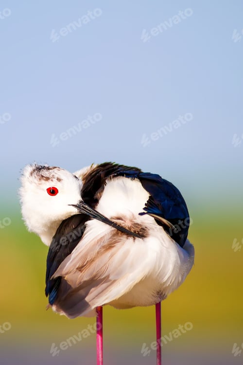 Preview: Cute Long Legged Bird. Colorful Nature Background. Asia, Europe, Africa, America Common Water Bird.