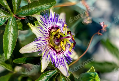 Preview: Passion Flower Passiflora Caerulea Passionflower Against Green Garden Background