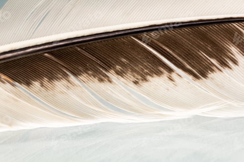 Preview: Colorful Hen Feather With Details And Reflexions