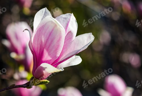 Preview: Blossom Of Magnolia Tree In Springtime. Beautiful Nature Background With Purple Flowers On The