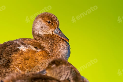Preview: Cute Couple Ducks. Green Nature Background. Isolated Birds. Bird: Red Crested Pochard. Netta Rufina.