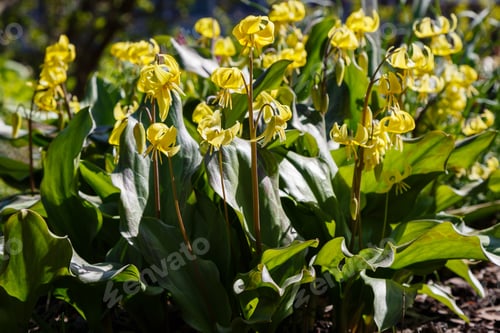 Preview: Yellow Flowers Of Erythronium In The Spring Garden.Perennial Herbaceous Bulbous Plant, Genus Of The