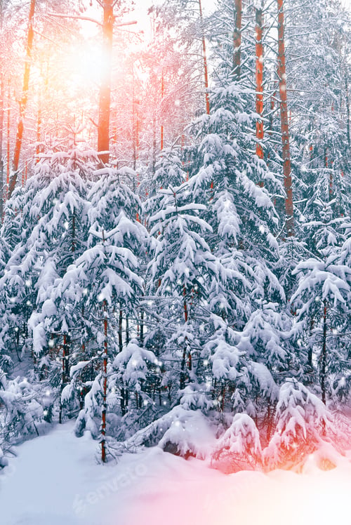 Preview: Frozen Winter Forest With Snow Covered Trees. Outdoor