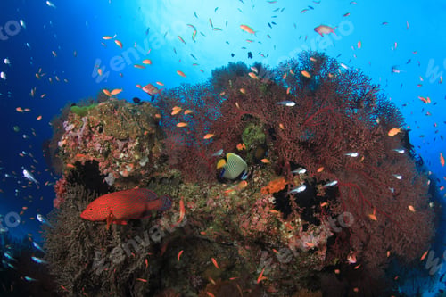 Preview: Coral Reef And Fish Underwater