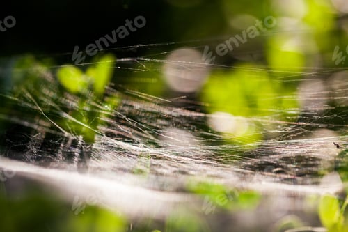 Preview: Buxus Sempervirens Bush - Macro Details With Spiderweb And Soft Focus