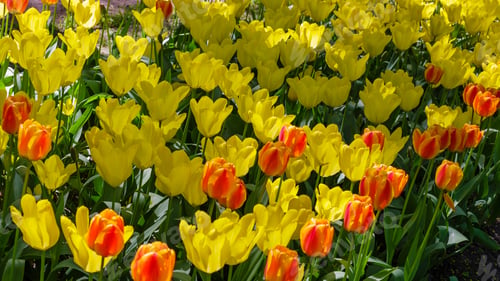 Preview: Spring Blooming Tulip Flowrs Blossom Scene. Tulips In Spring Blooming Garden. Tulip Festival In