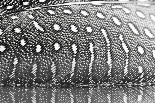 Preview: Guinea Hen Feather With Dark Background
