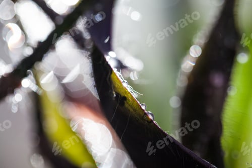 Preview: Abstract, Macro Composition With Leaves And Water Drops