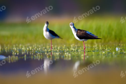 Preview: Romantic Birds. Blue Green Nature Background Black Winged Stilt