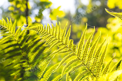 Preview: Fern Leaves In Forest