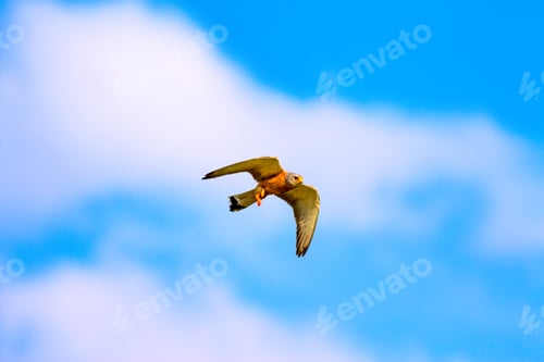 Preview: Flying Kestrel. Blue Sky Background. Bird: Lesser Kestrel. Falco Naumanni