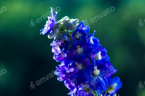 Preview: A Bouquet Of Bright Spring Flowers Of Various Types
