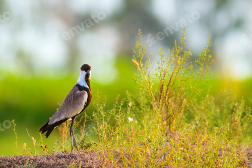 Preview: Cute Bird Spur Winged Lapwing. Green Nature Background. Bafa Lake Turkey