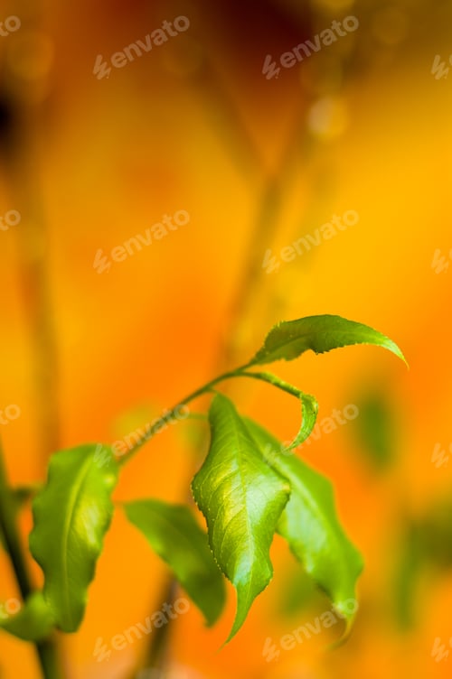 Preview: Willow Branches With Fresh Green Leaves In A Vase