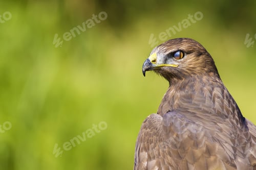 Preview: Bird Of Prey. Green Nature Background. Bird: Long Legged Buzzard. Buteo Rufinus.