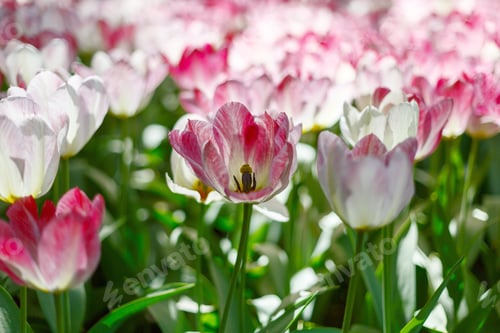 Preview: Tulips In The Garden In Spring Day