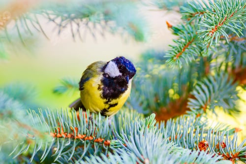 Preview: Cute Bird Great Tit. Colorful Forest Background.