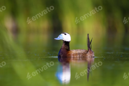 Preview: Swimming Duck. Cute Animals. Colorful Nature Background. Duck: White Headed Duck. Oxyura