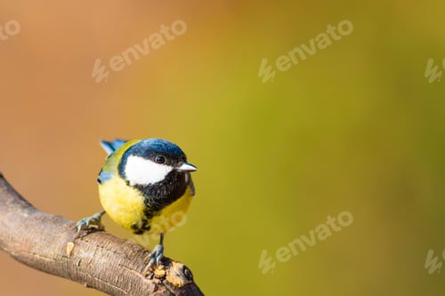 Preview: Cute Little Bird. Clean Background. Green Nature Background.