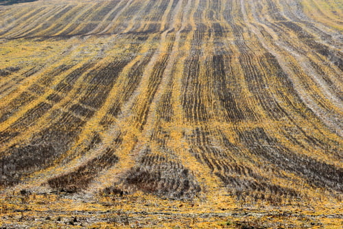 Preview: Field In Winter