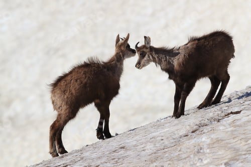 Preview: Young Chamois (Rupicapra Rupicapra) Playing In The Snow ,Vosges Mountains, France