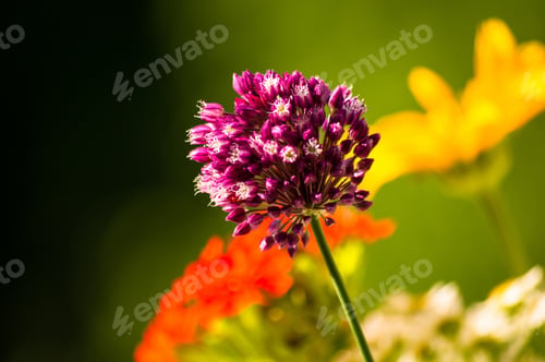 Preview: A Bouquet Of Bright Spring Flowers Of Various Types