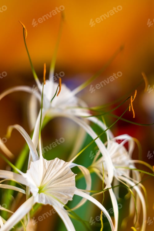 Preview: Caribbean Spider-Lily, Unique Style White Flower On Multicolored Background