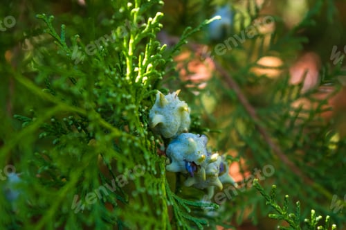 Preview: Incense Cedar Tree Calocedrus Decurrens Branch Close Up.