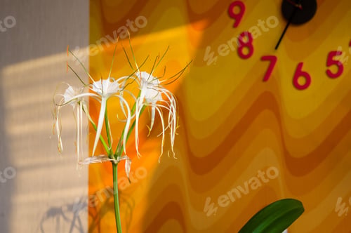 Preview: Caribbean Spider-Lily, Unique Style White Flower On Multicolored Background