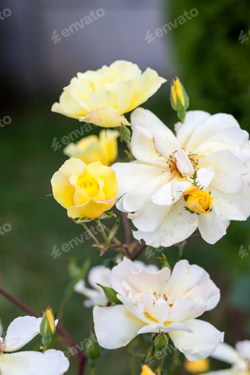 Preview: Colorful, Beautiful, Delicate Rose In The Garden