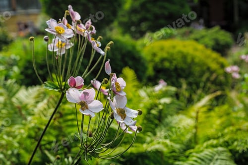 Preview: Anemone Japonica (Anemone Hupehensis Var. Japonica, Chinese Anemone, Japanese Anemone, Thimbleweed