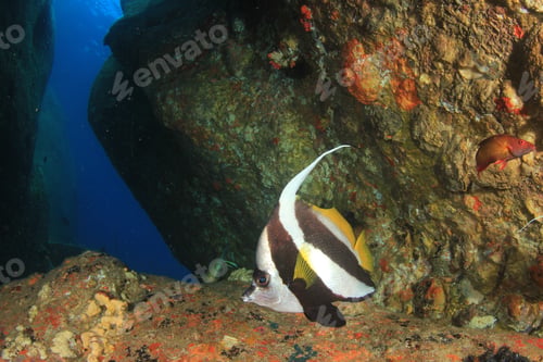 Preview: Underwater Cave With Fish And Coral In Similan Islands, Thailand. Bannerfish