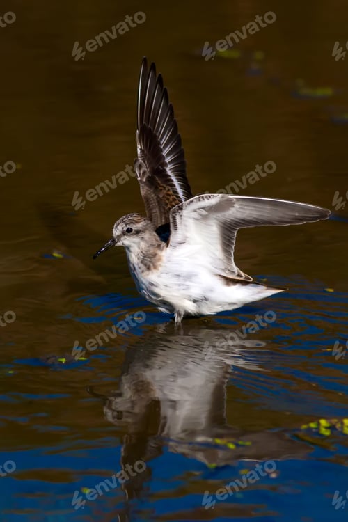 Preview: Water Bird. Water Nature Background.